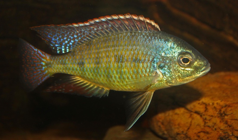 Protomelas virgatus 'Namalenje Island'